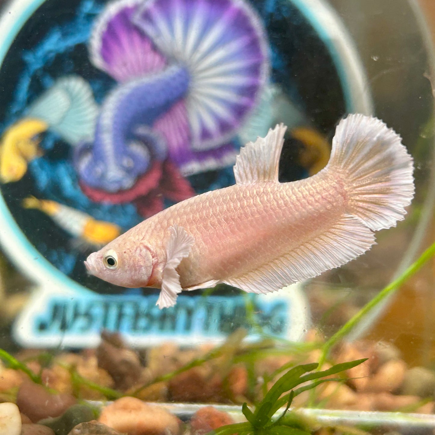 Dumbo Gold Plakat - Female Betta 110