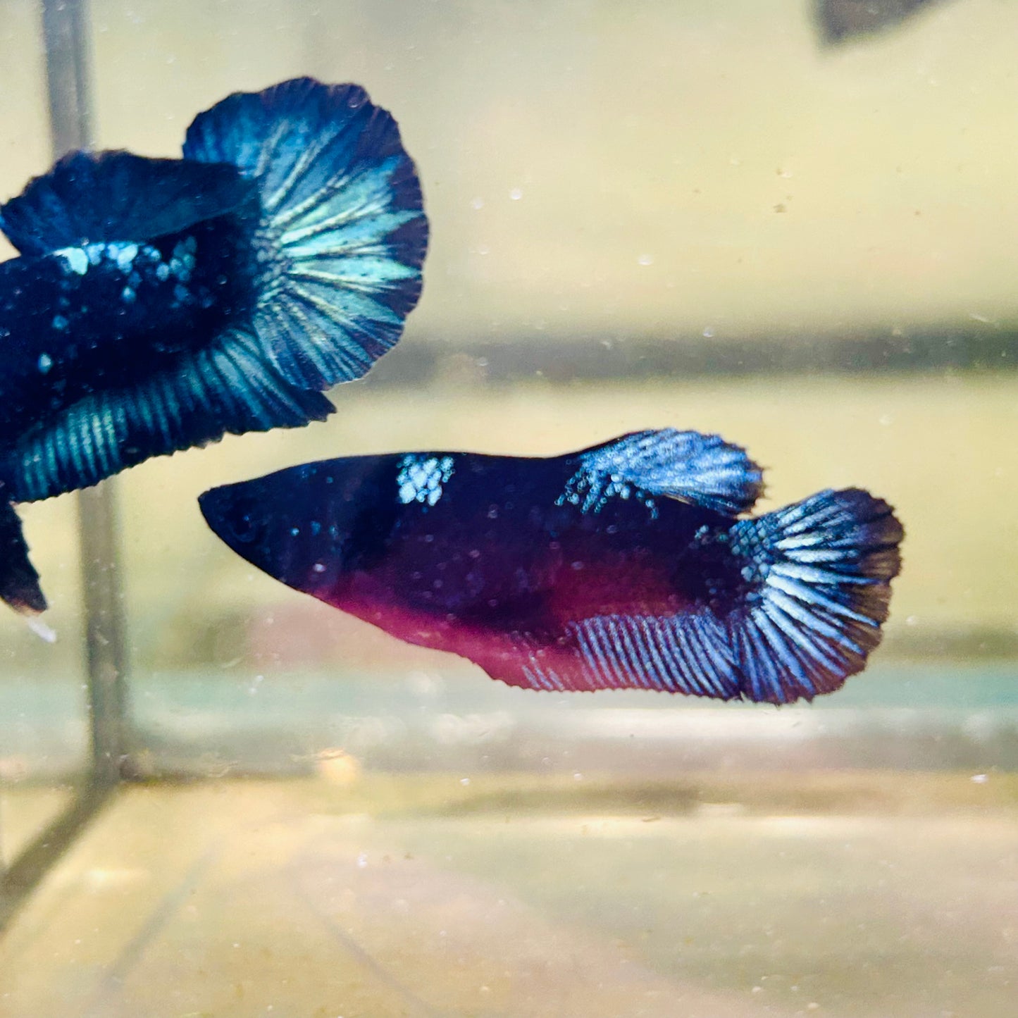 Avarta Black Light Plakat - Female betta 064