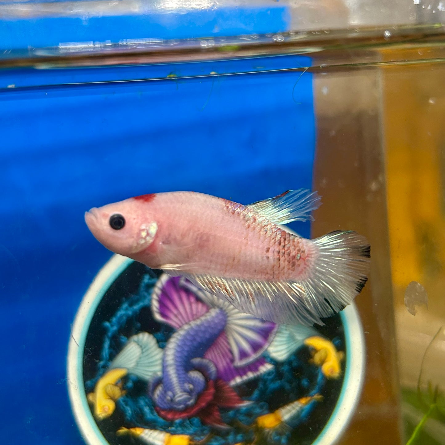 Koi Tancho Plakat - Female Betta 050