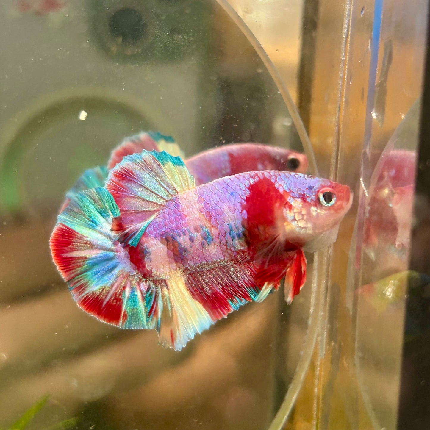 Multicolor Purple Koi Plakat - Male betta 005