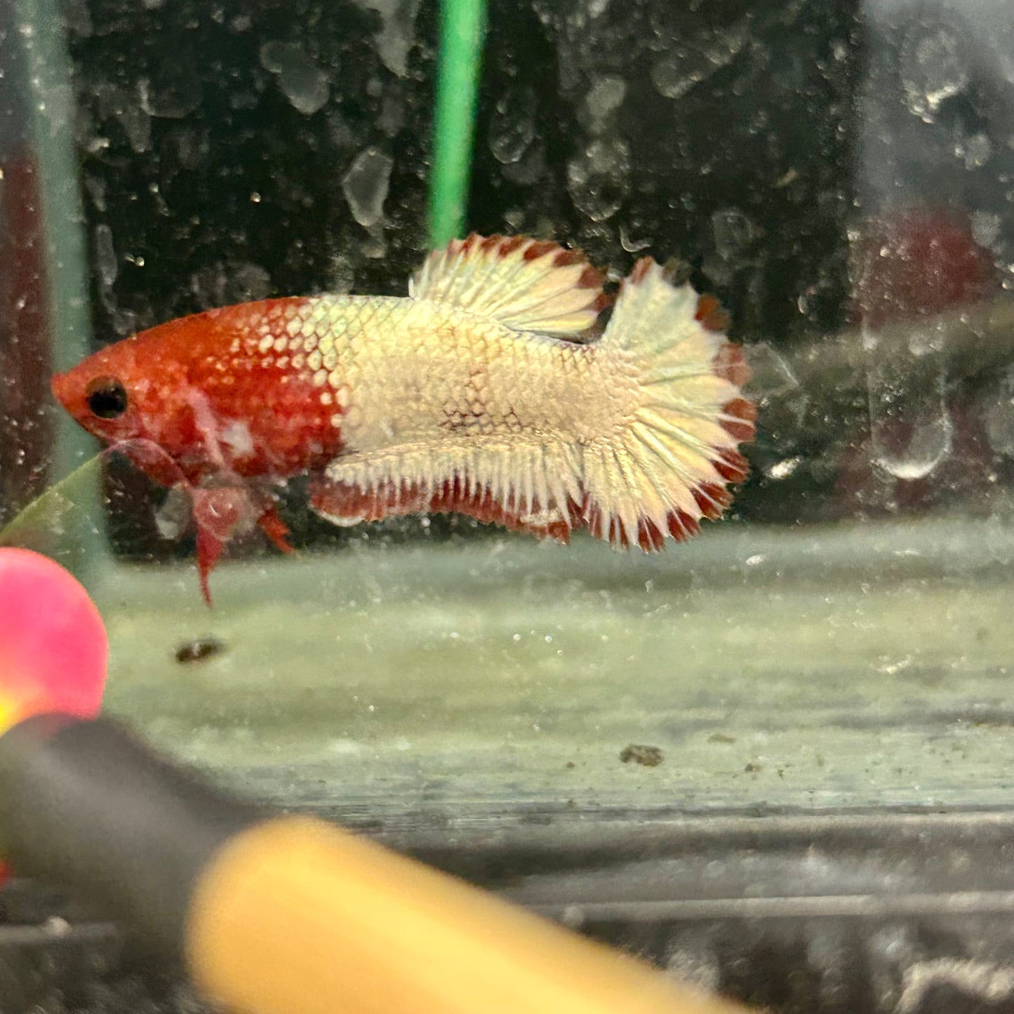 Red Fancy Copper Plakat - Female Betta A88