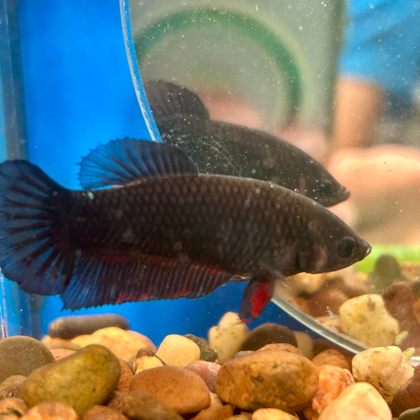 Black  Plakat - Female Betta 137