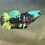 Avarta Nebula Plakat - Female betta 061