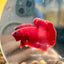 Super Red Plakat - Male Betta 044