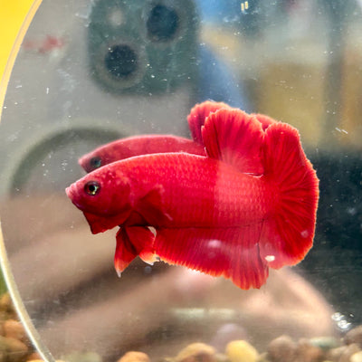 Super Red Plakat - Male Betta 044