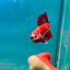 Red Koi Copper Plakat - Male Betta A23