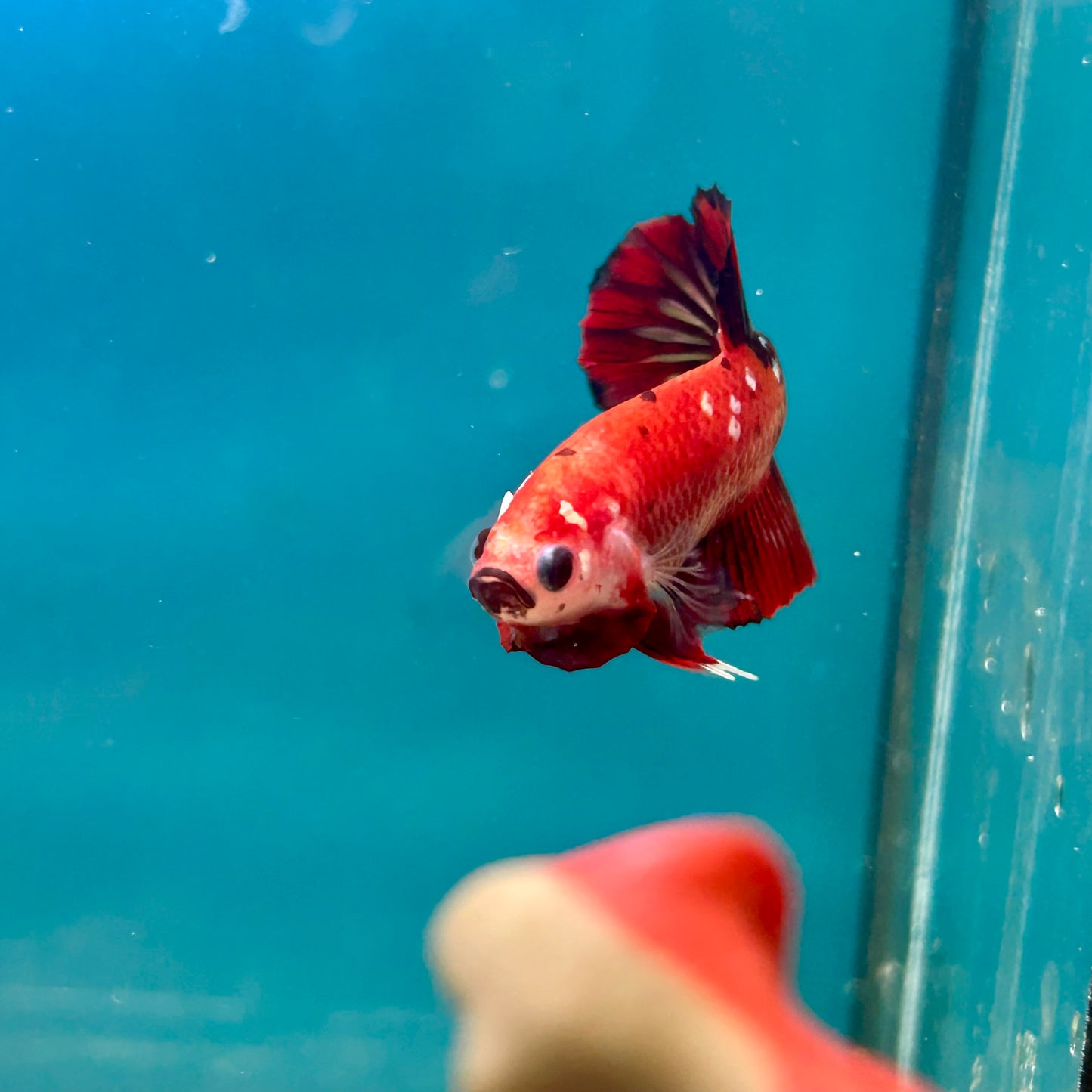 Red Koi Copper Plakat - Male Betta A23