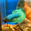 Green Turquoise Plakat - Male Betta 170