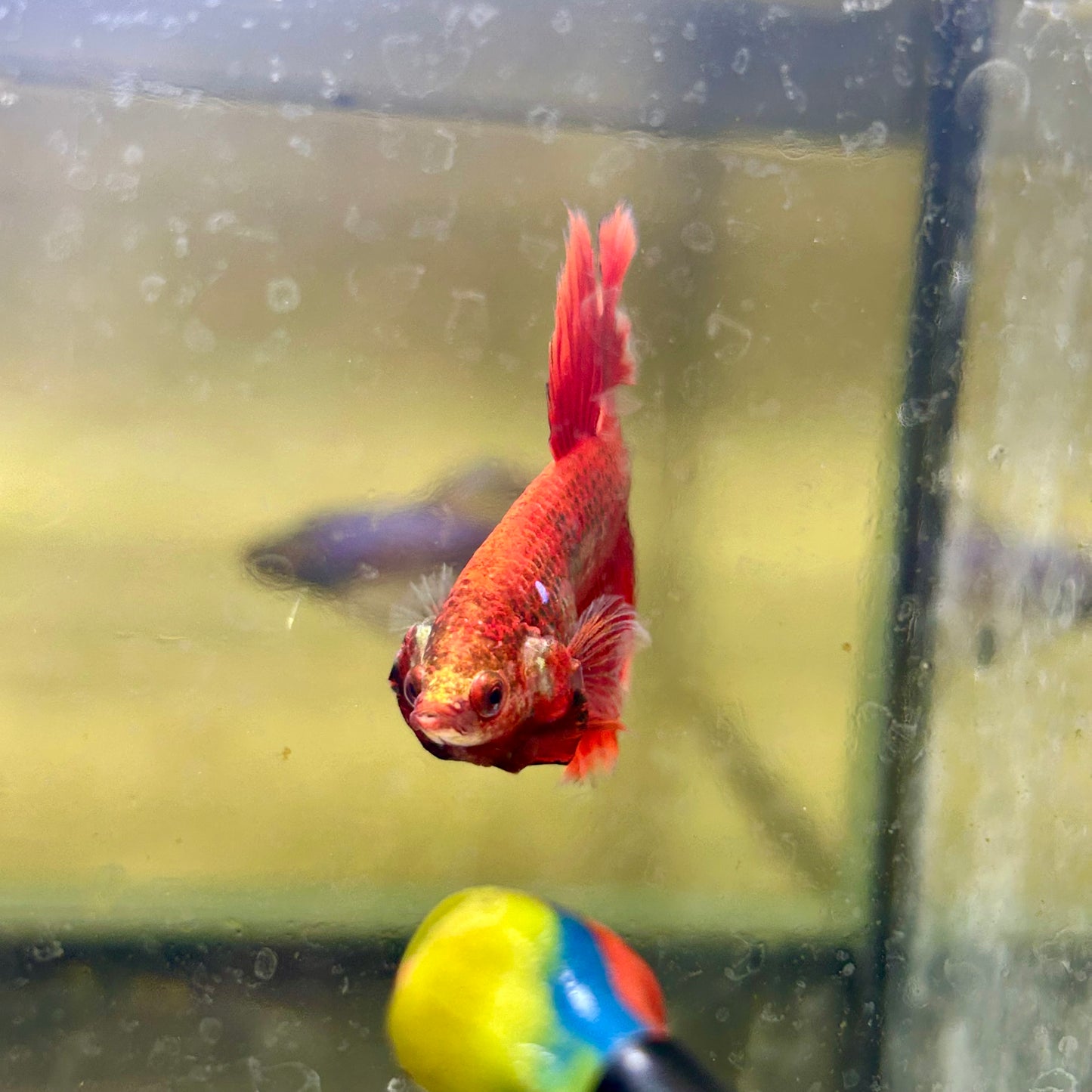 Red Koi Galaxy Halfmoon - Male Betta 161