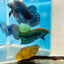 Wild Mahachai Green Male Betta Fish #079