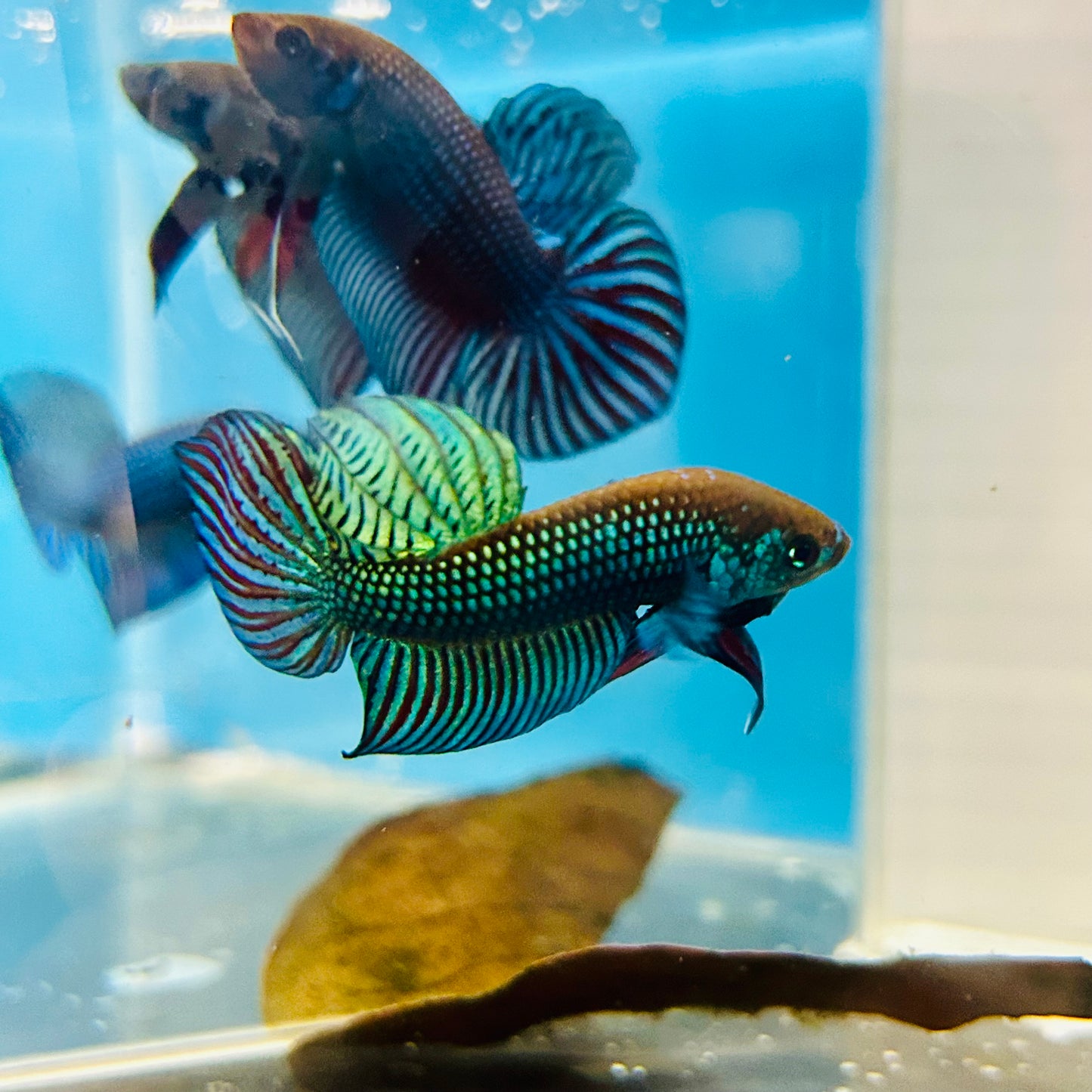 Wild Mahachai Green Male Betta Fish #079