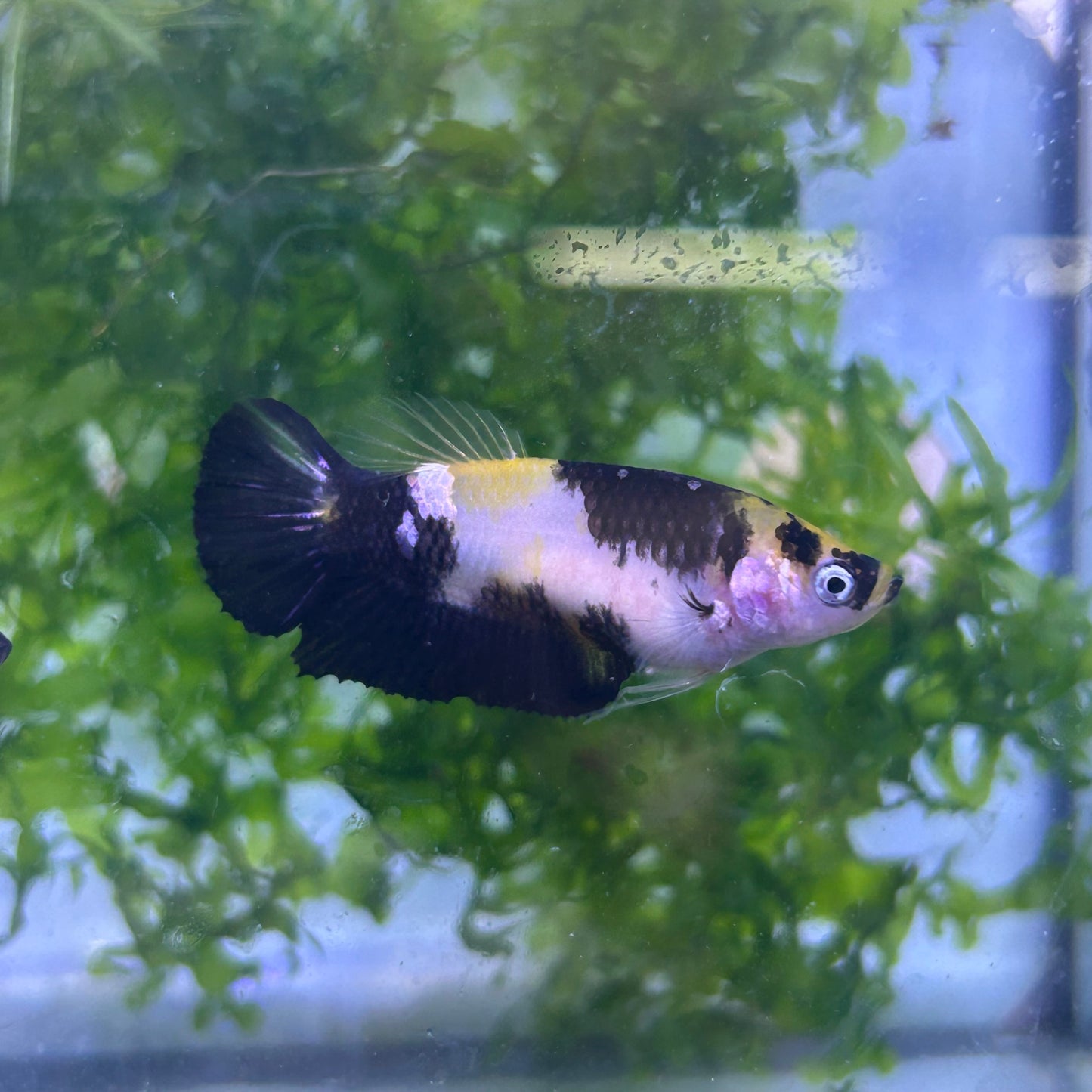Yellow Koi Bumble Bee Plakat - Female Betta #155