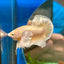 Dumbo 24K Gold Plakat - Male Betta 070