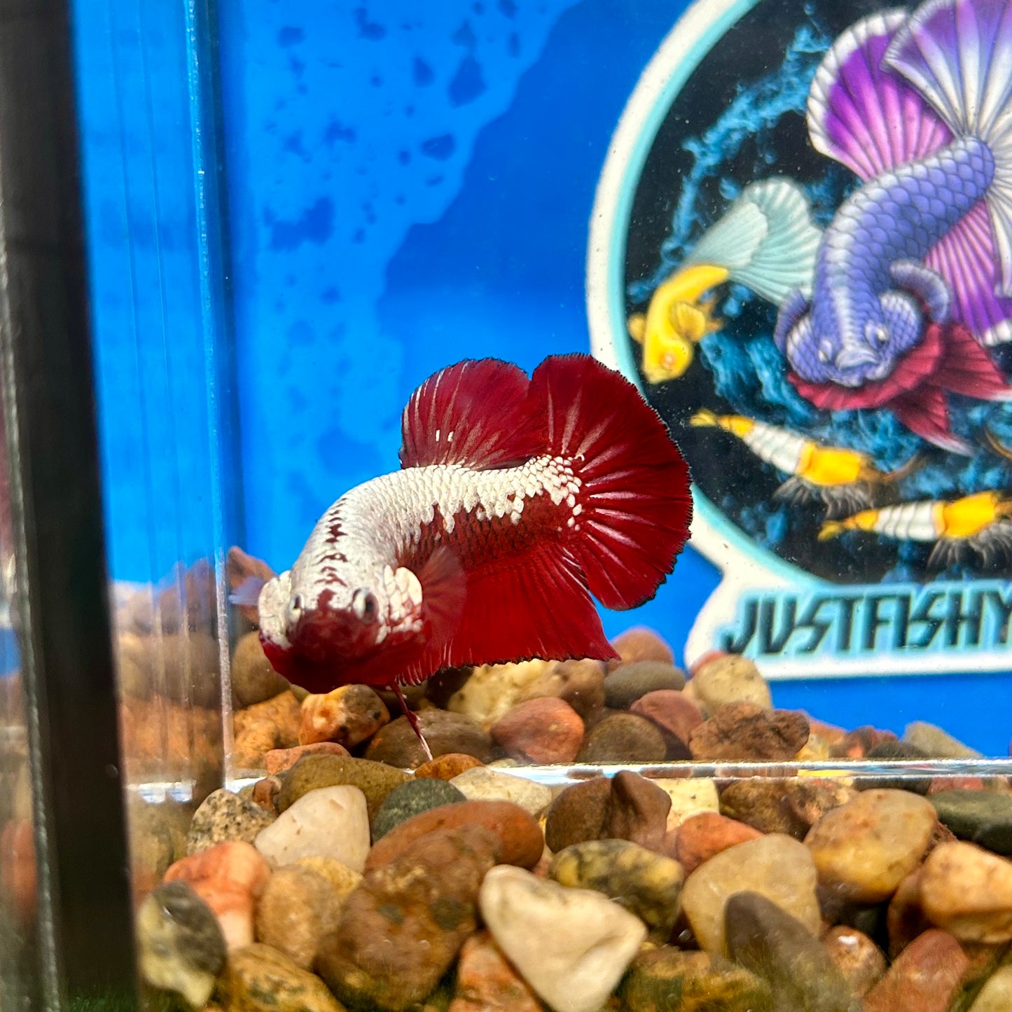 Red Samurai Plakat - Male Betta 096