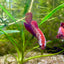 Red Gold Copper Halfmoon - Female betta