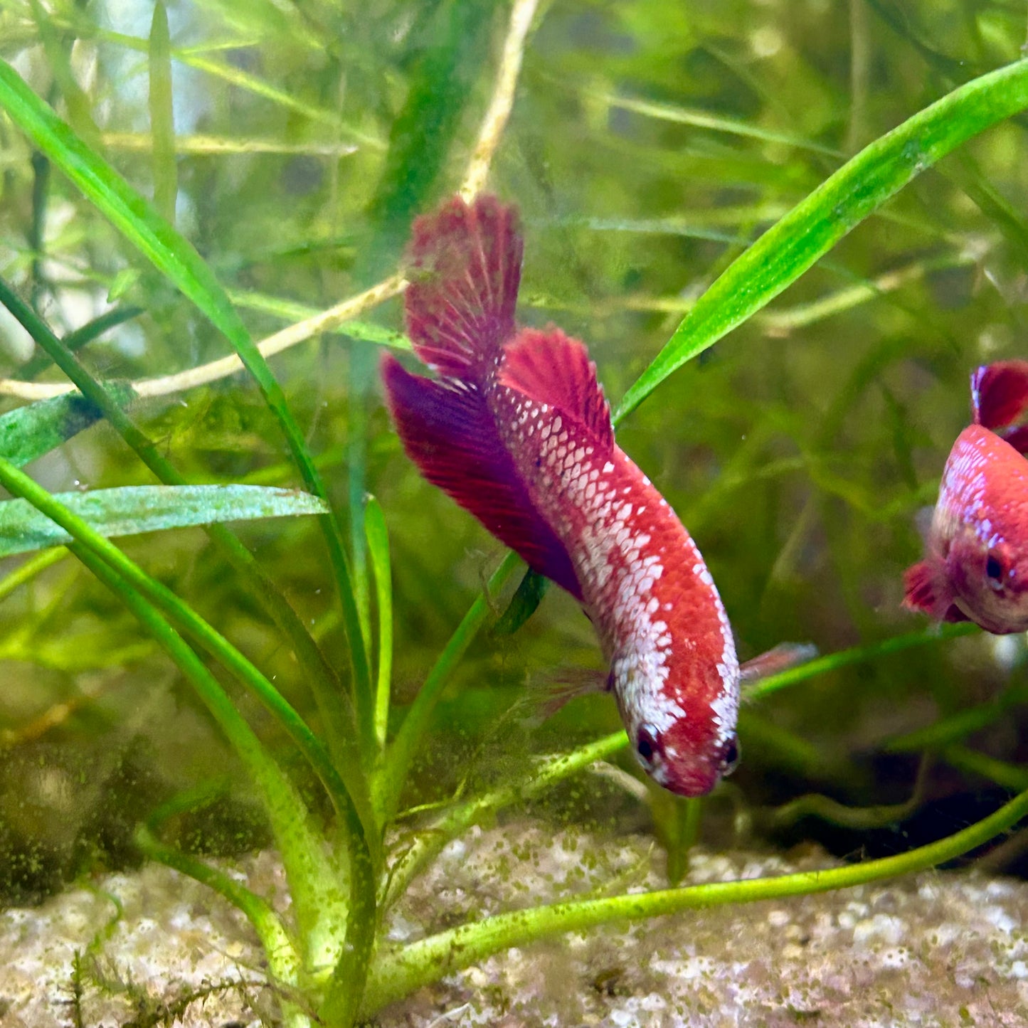 Red Gold Copper Halfmoon - Female betta