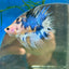 Yellow Koi Crowntail - Male Betta 029