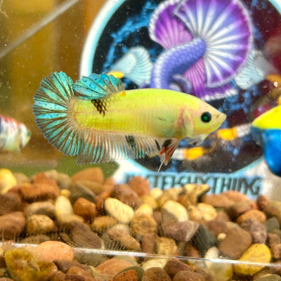 Multicolor Koi Neon Plakat - Male Betta 012