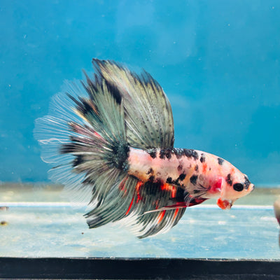 Copper Koi Halfmoon - Male Betta 056