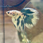 Blue Marble Halfmoon - Male Betta BM1