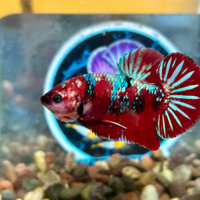 Koi Red Galaxy Plakat - Male Betta 029