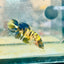 Crowntail Koi Tiger Female Betta #S33