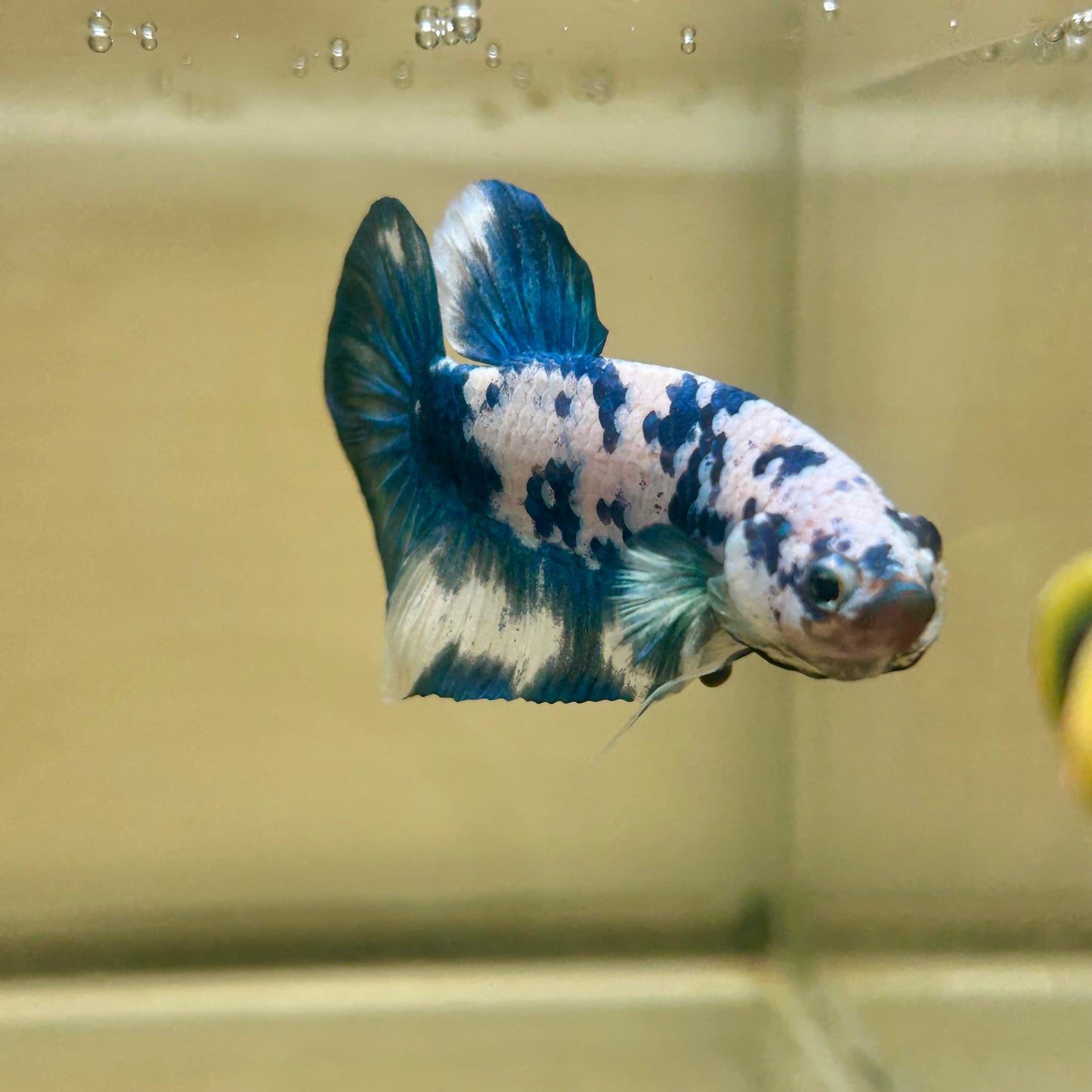 Blue Marble Dot Plakat - Male betta 176