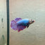 Purple Pink Halfmoon - Female Betta 189