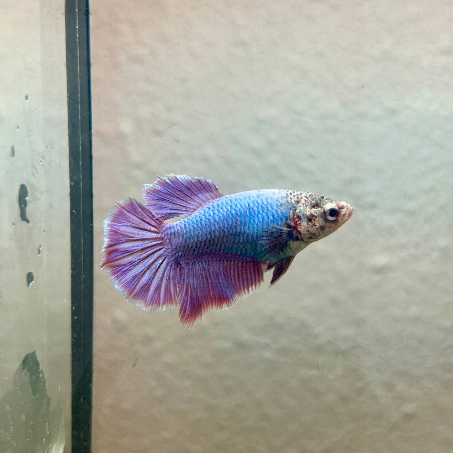 Purple Pink Halfmoon - Female Betta 189