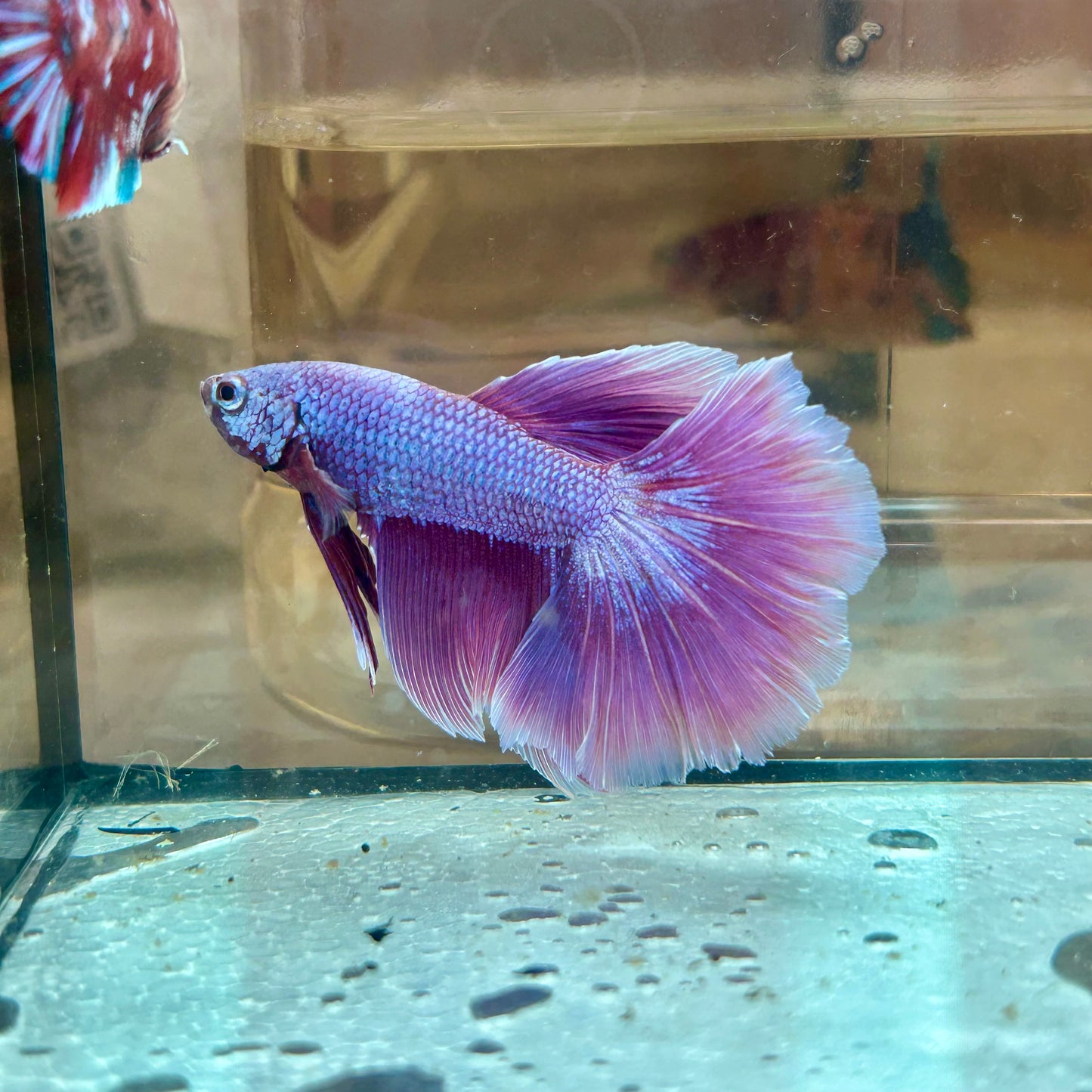 Purple Pink Halfmoon - Male Betta 162