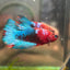 Red Fancy Plakat - Male Betta 104