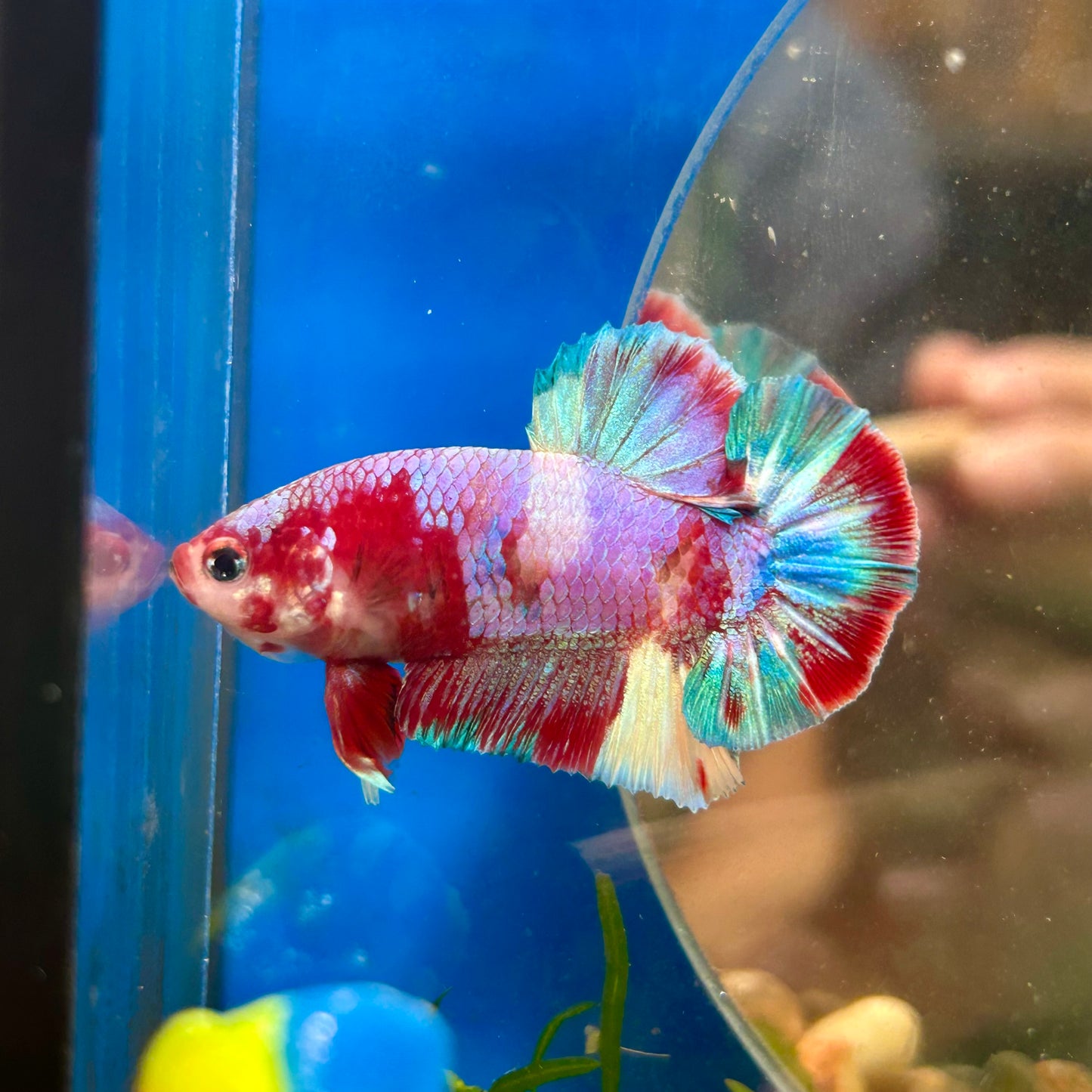 Multicolor Purple Koi Plakat - Male betta 005