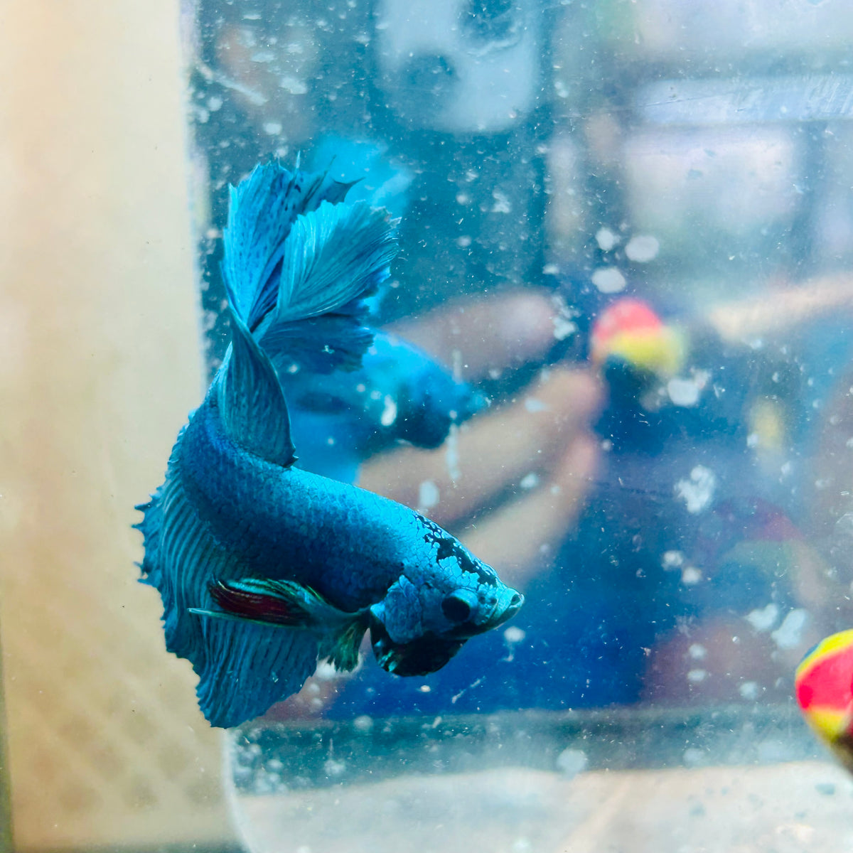Halfmoon Green Turquoise - Male Betta #31