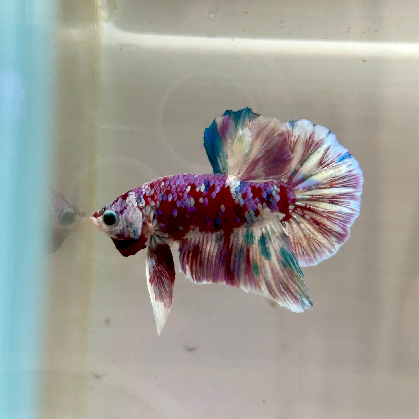 Red Snow Barongsai Plakat - Male Betta 173