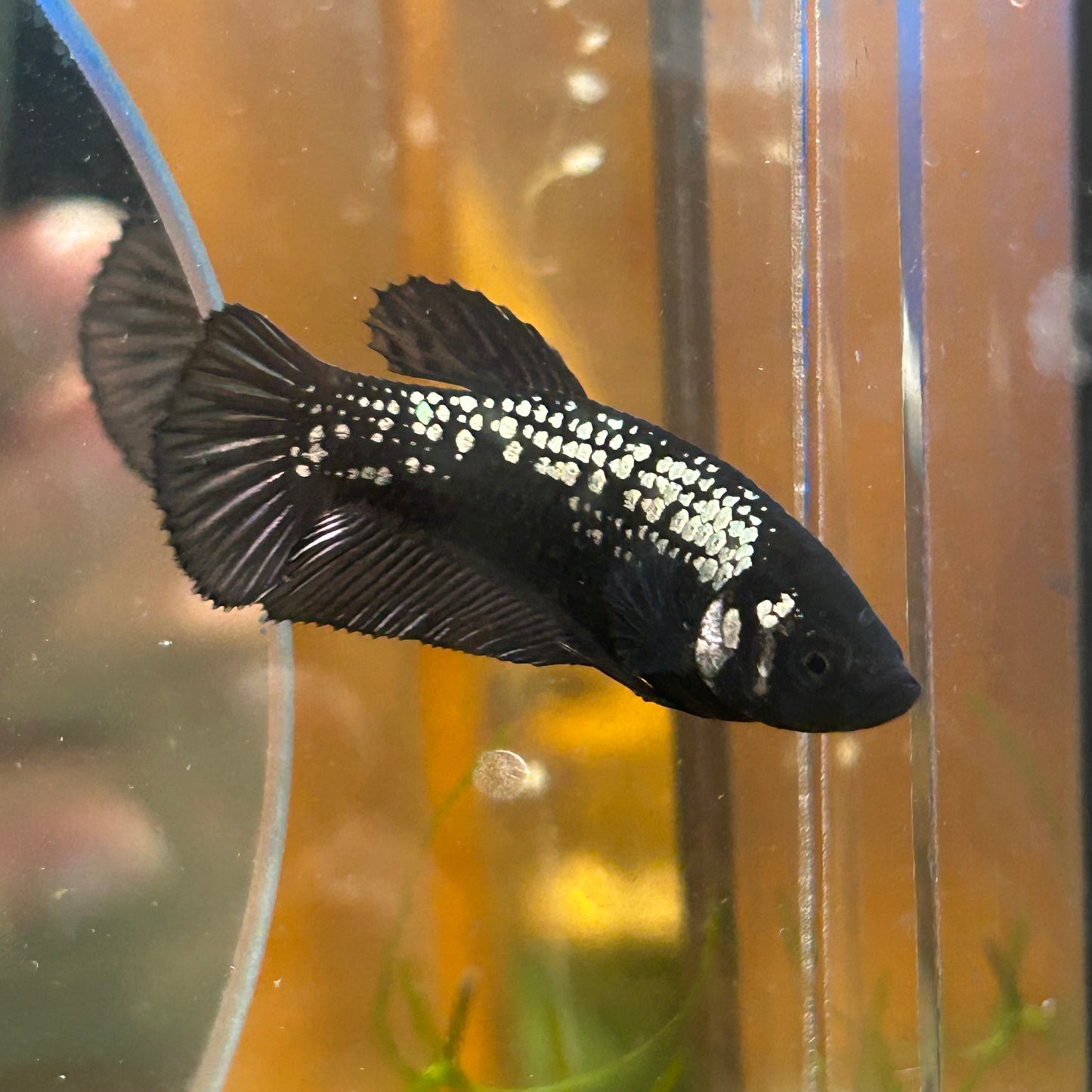 Black Samurai Plakat - Female betta 027