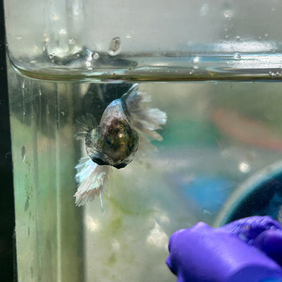Blue Butterfly Feather Tail- Male Betta 197 (nipped fin)