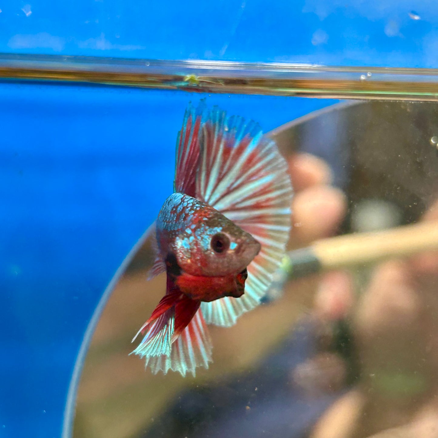 Red Fancy Halfmoon - Male Betta 123