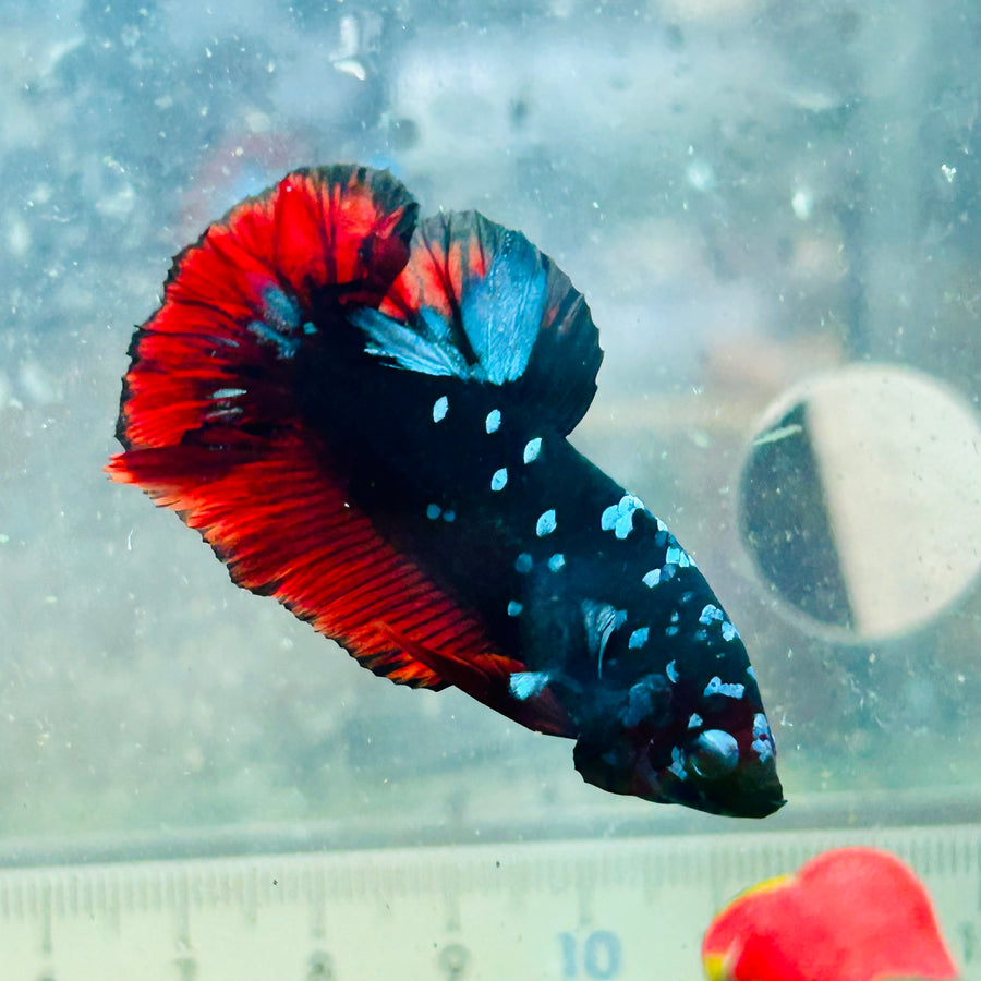 Plakat Avatar Vampire Male Betta #Au59