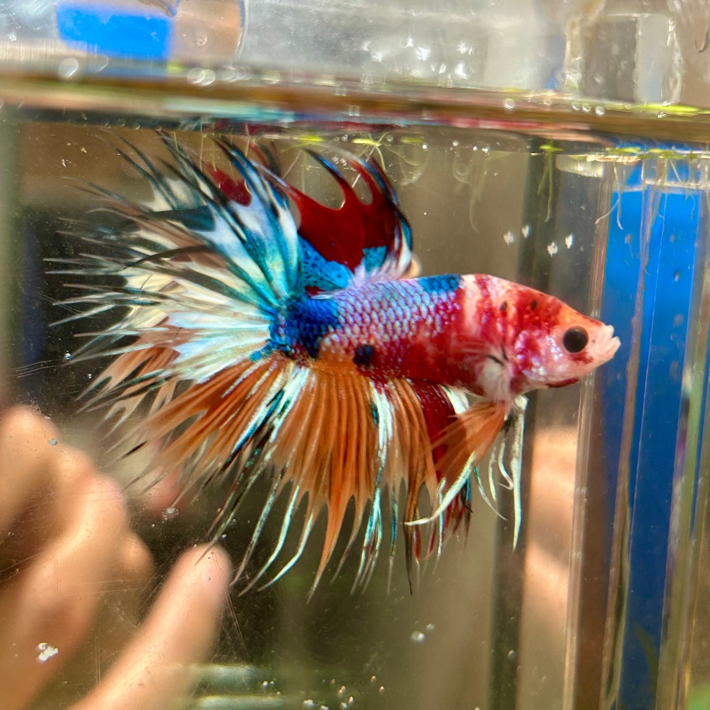 Multicolor Koi Crowntail - Male Betta 137