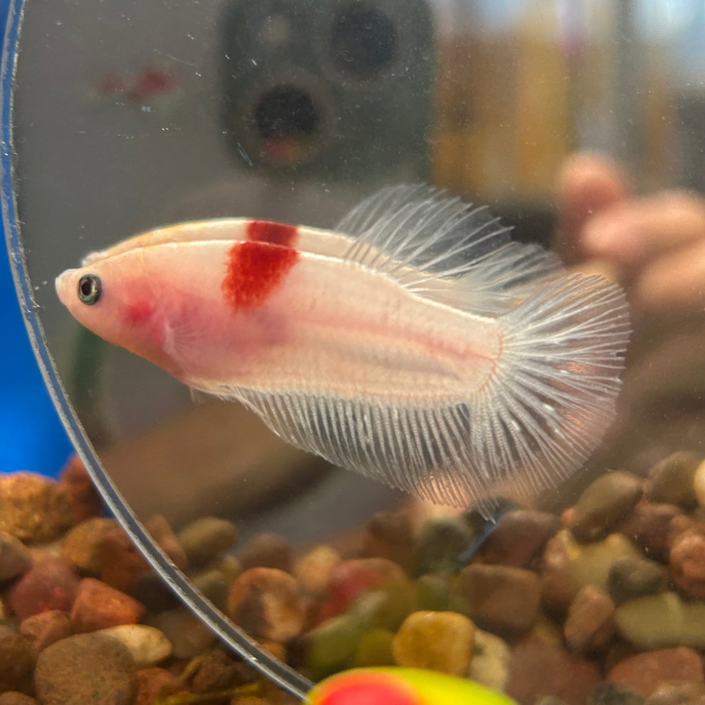 Koi Tancho Plakat - Female Betta 029