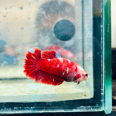 Betta Female Plakat Red Gold Galaxy #082