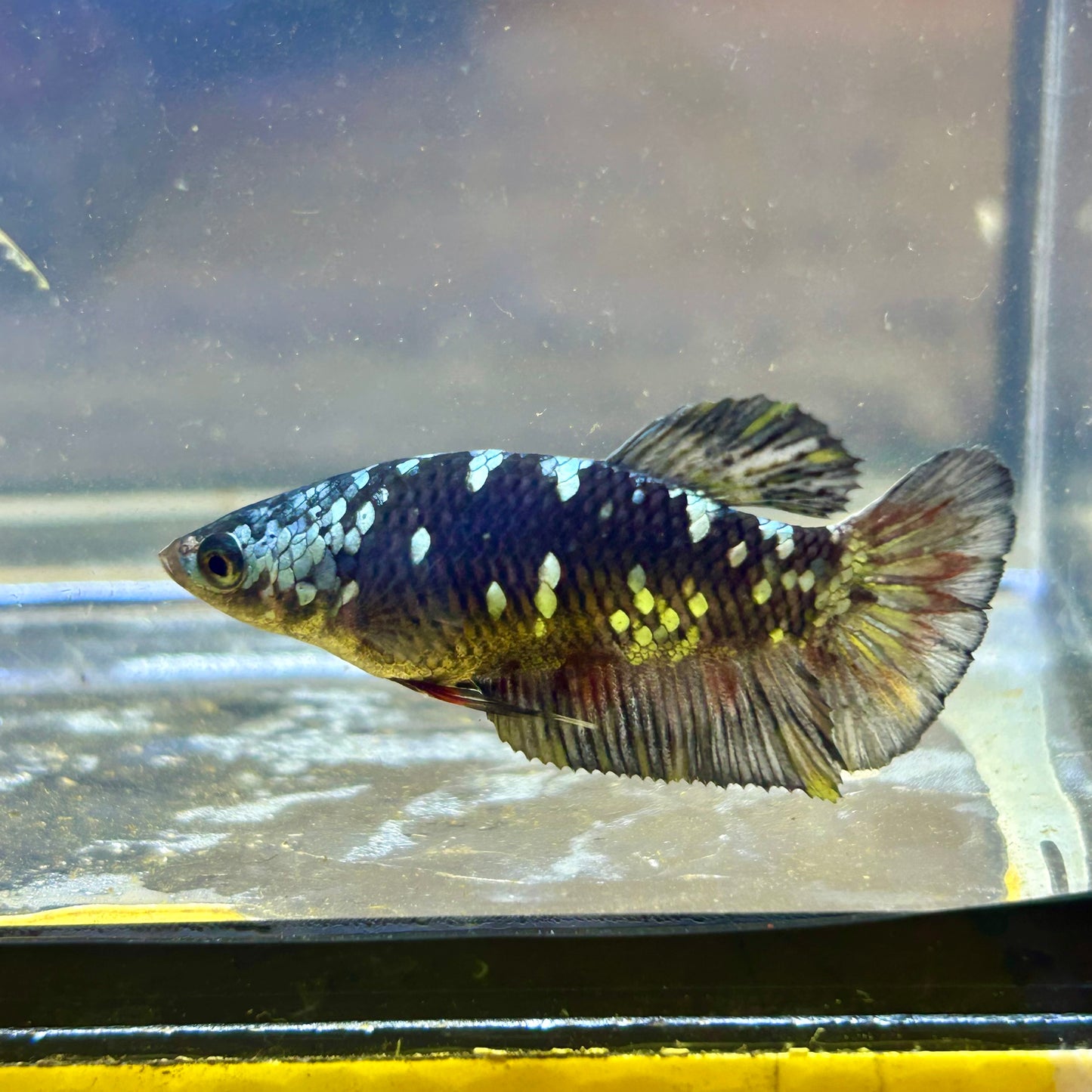 Avarta Copper Nebula Plakat - Female Betta 051