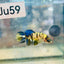 Crowntail Koi Tiger Female Betta #S33