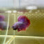 Purple Pink Halfmoon - Male Betta 075