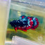 Plakat Avarta Nebula Male Betta #Ma05