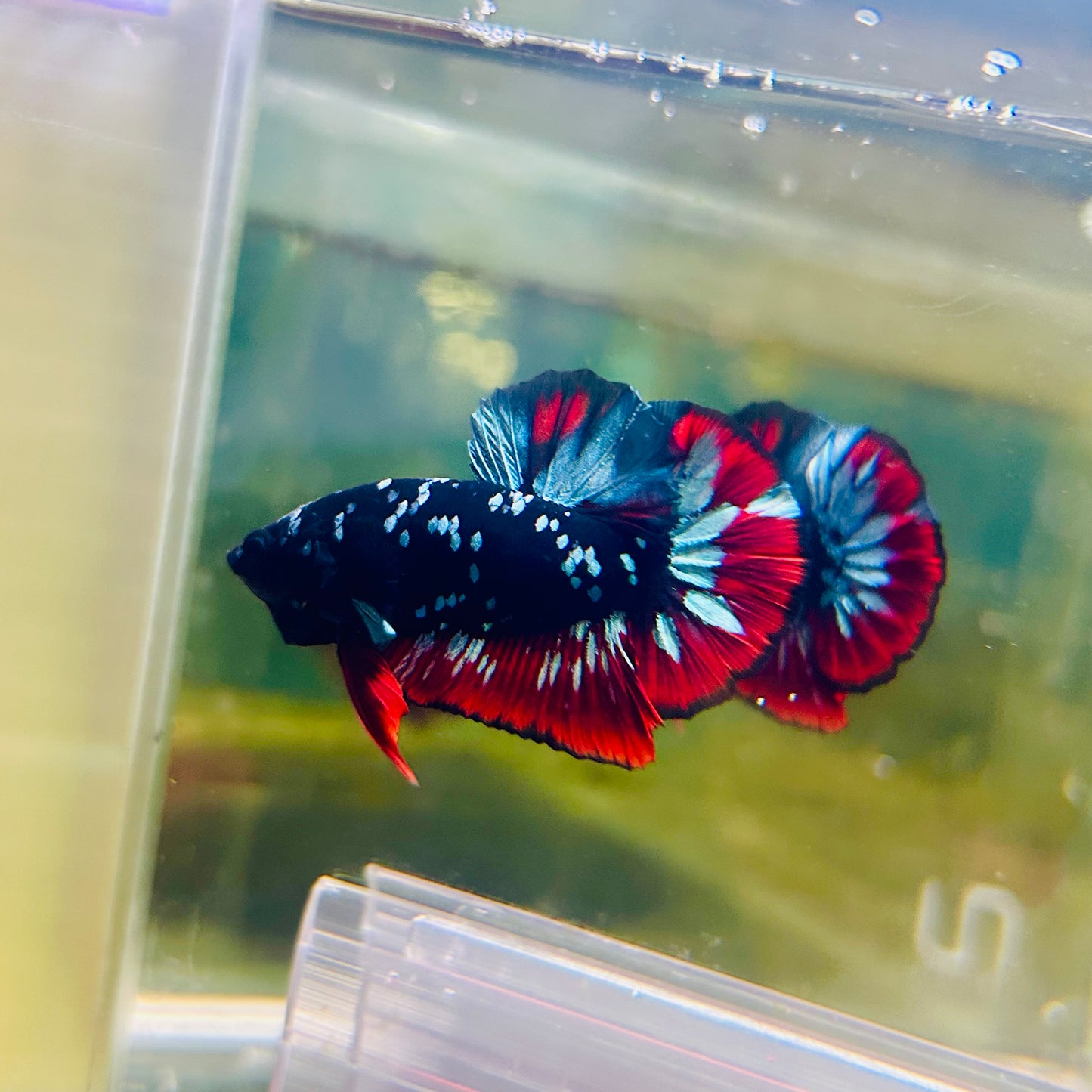 Plakat Avarta Nebula Male Betta #Ma05