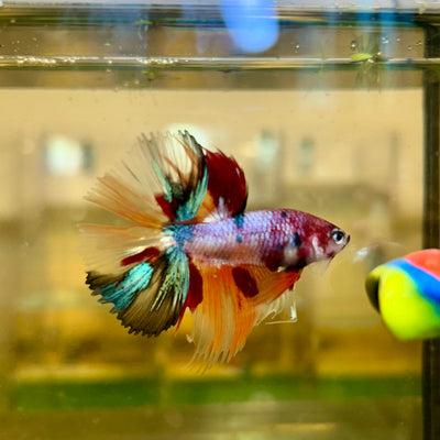 Koi Nemo Crowntail - Betta macho 125