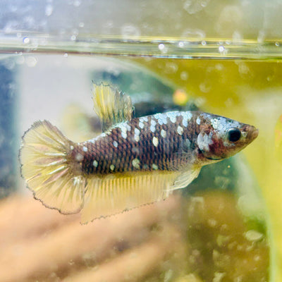 Avarta Yellow Copper Plakat - Female betta 198