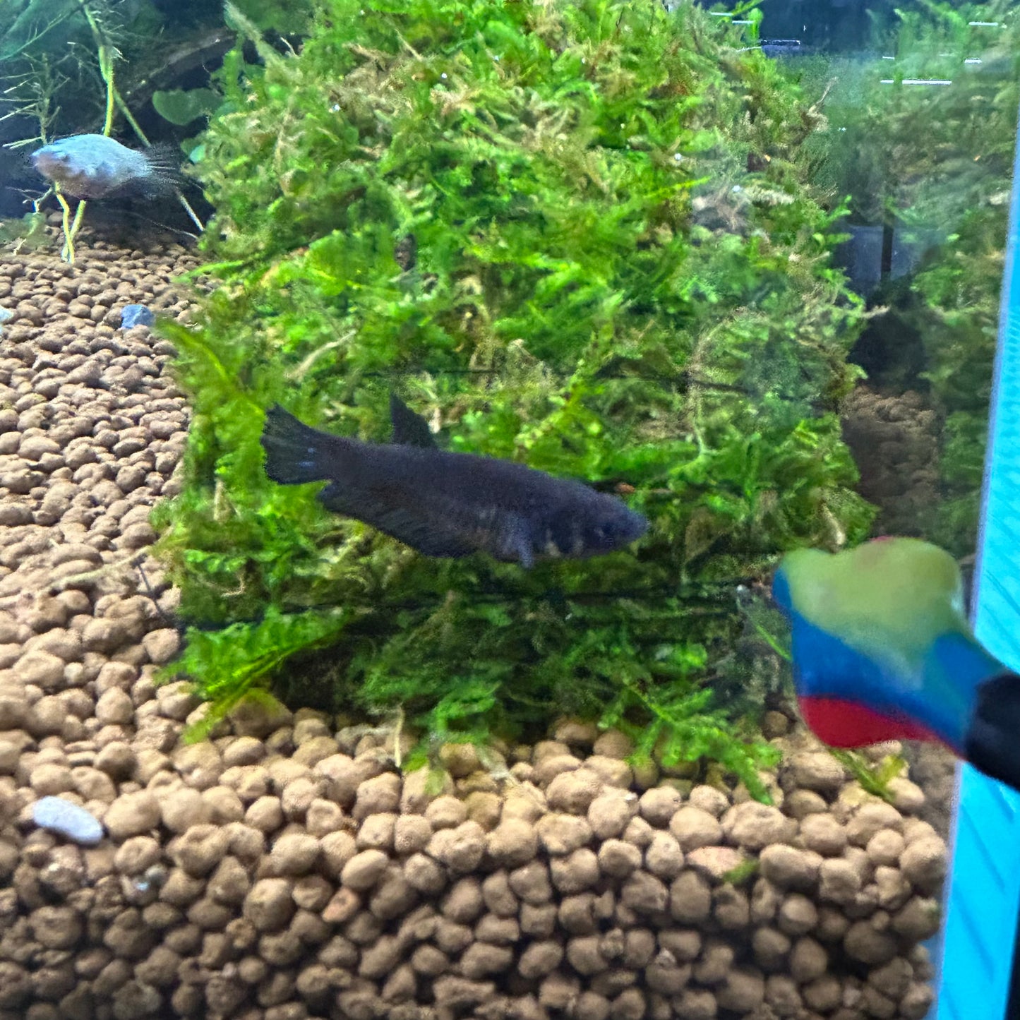 Super Black Plakat - Female betta