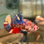 Multicolor Koi Plakat - Female Betta 038